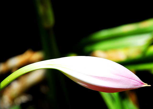 Pink Bells