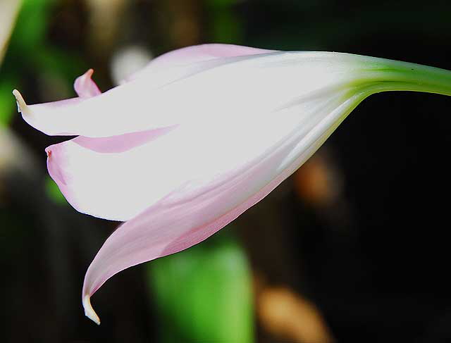 Pink Bells