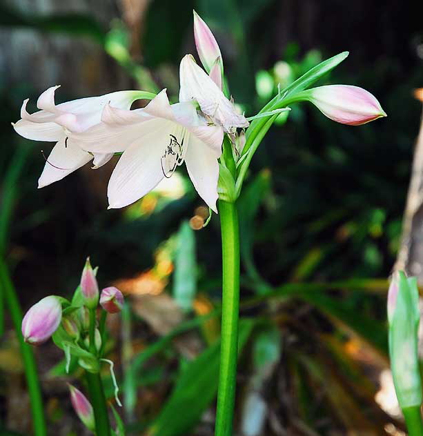 Pink Bells