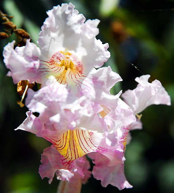 Tree Blossom