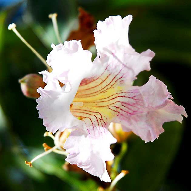 Tree Blossom