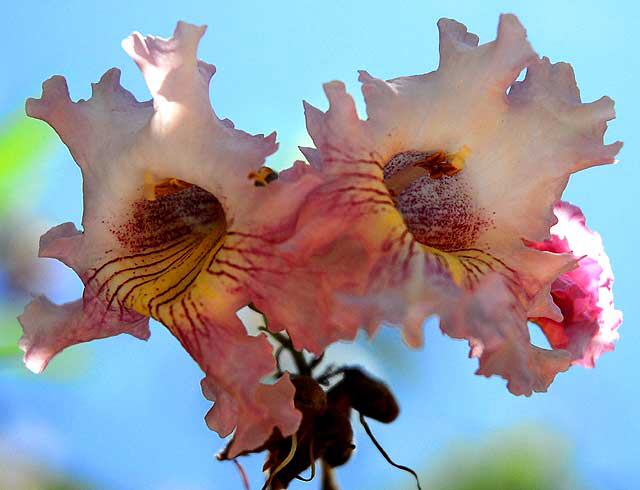 Tree Blossom