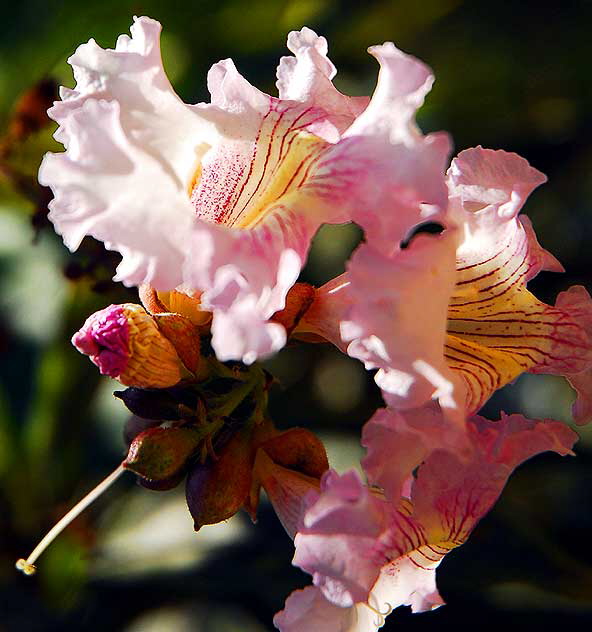 Tree Blossom