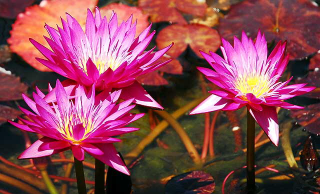 Water Lilies 