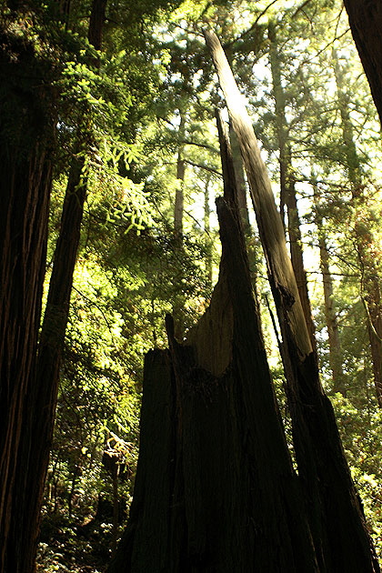 Muir Woods National Monument