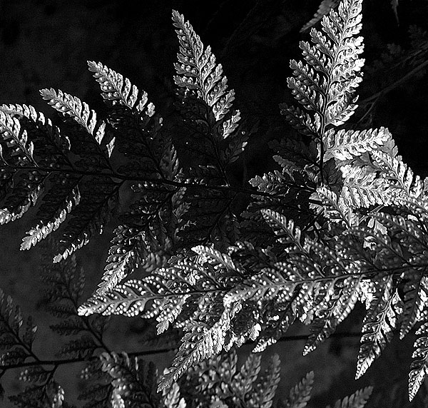 Fern in black and white