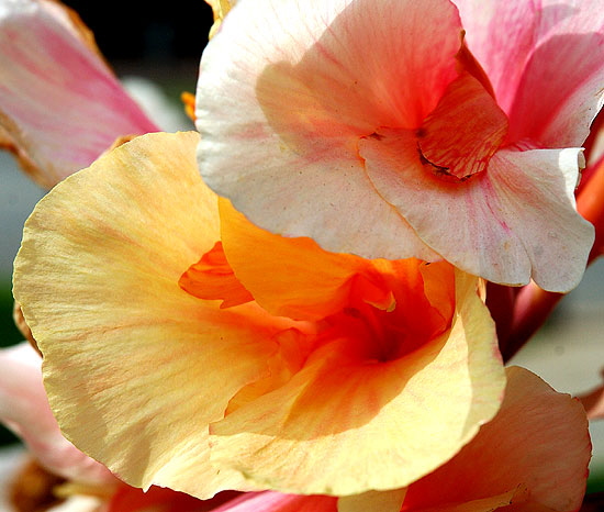 Calla Lily, Will Rogers Memorial Park, Beverly Hills, mid-morning