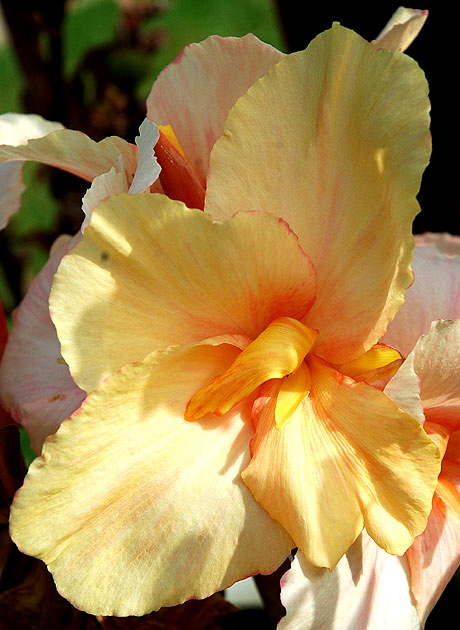 Calla Lily, Will Rogers Memorial Park, Beverly Hills, mid-morning