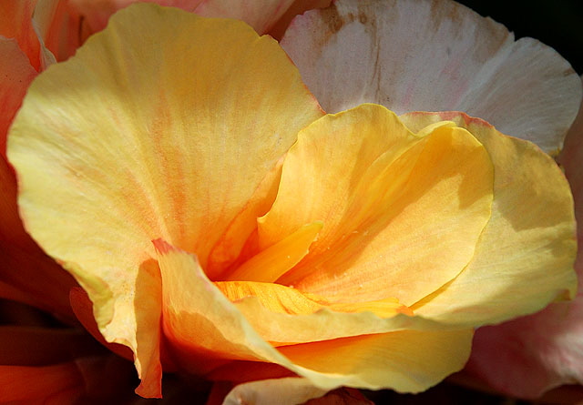 Calla Lily, Will Rogers Memorial Park, Beverly Hills, mid-morning