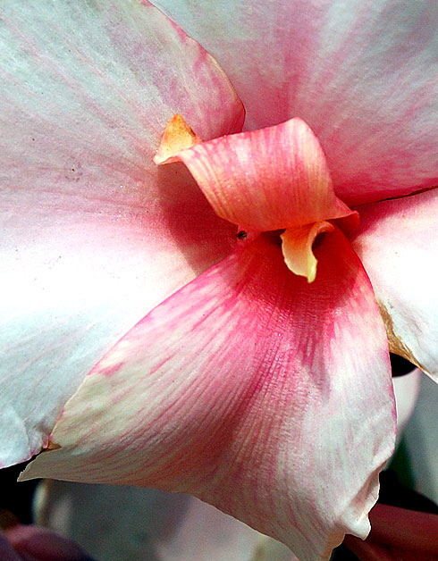 Calla Lily, Will Rogers Memorial Park, Beverly Hills, mid-morning