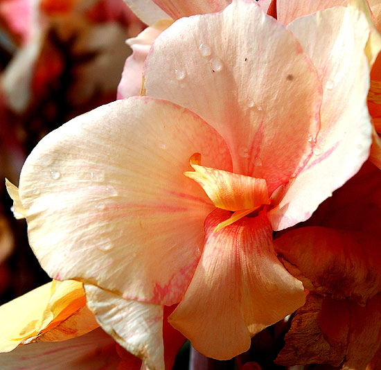 Calla Lily, Will Rogers Memorial Park, Beverly Hills, mid-morning