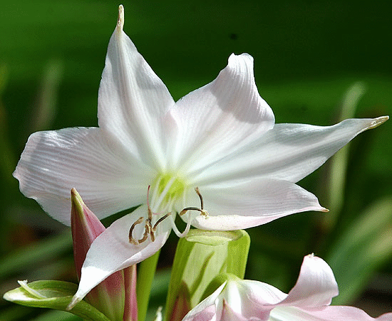 Emerging Lily, Will Rogers Memorial Park, Beverly Hills, mid-morning