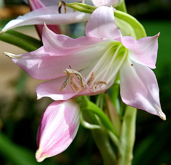 Emerging Lily, Will Rogers Memorial Park, Beverly Hills, mid-morning