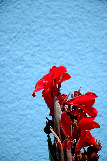 Blue wall with red blooms, Oceanfront Walk, Venice Beach 