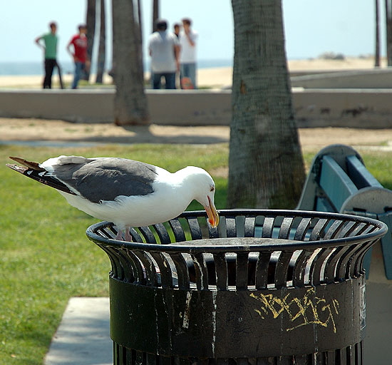 Gull at trashcan, Venice Beach 
