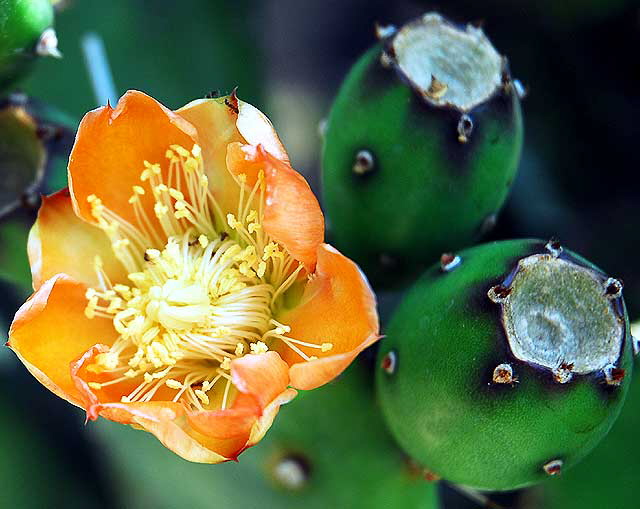 Cactus Blossom