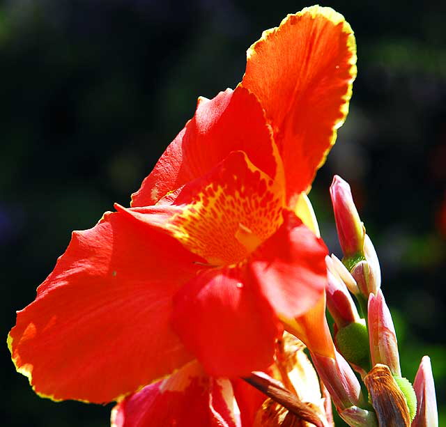 Canna - or Canna lily