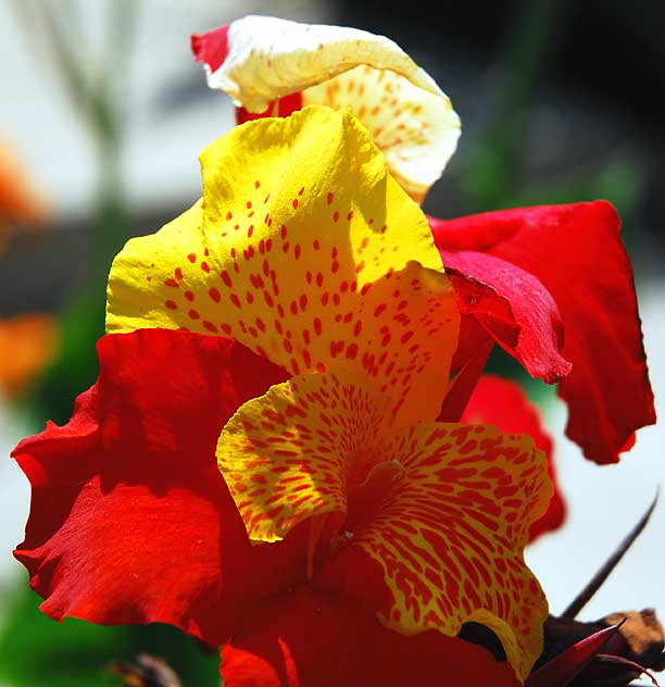 Canna - or Canna lily