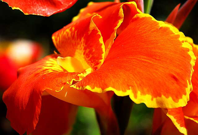 Canna - or Canna lily