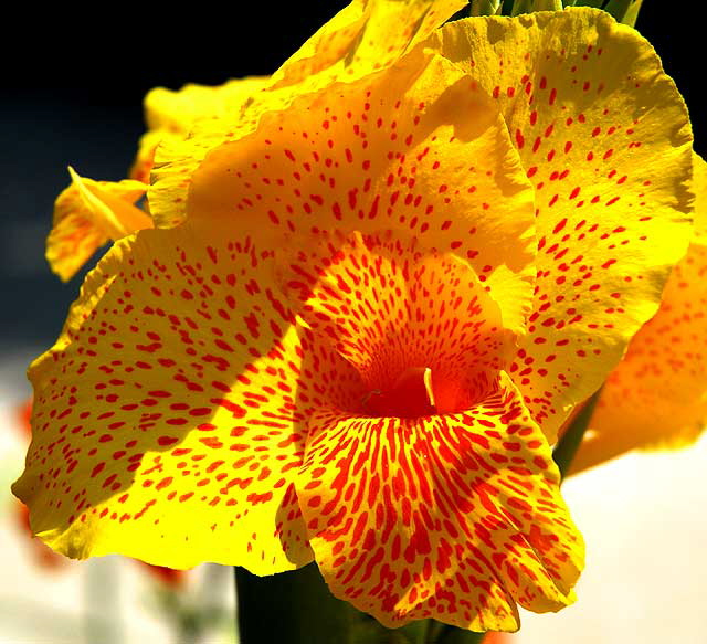 Canna - or Canna lily