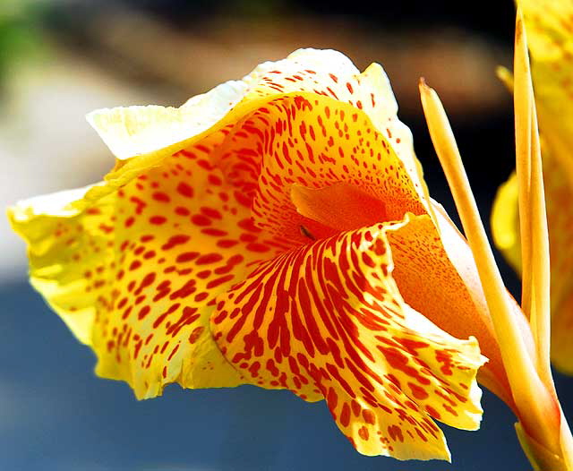 Canna - or Canna lily