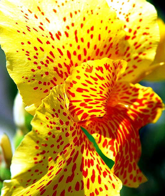 Canna - or Canna lily