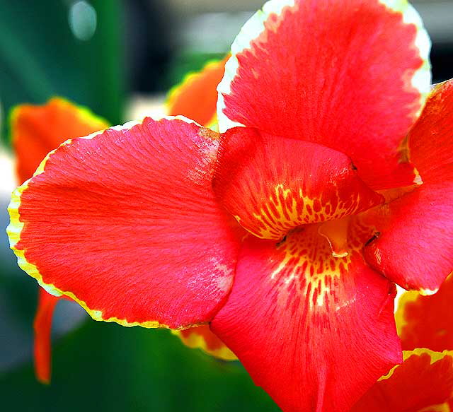 Canna - or Canna lily