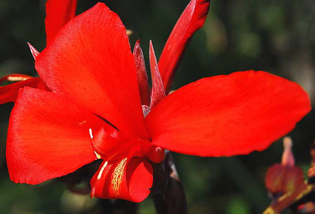 Canna - or Canna lily