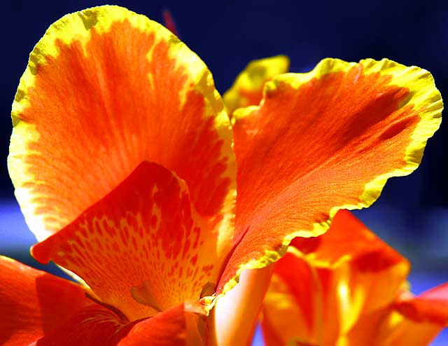 Canna - or Canna lily