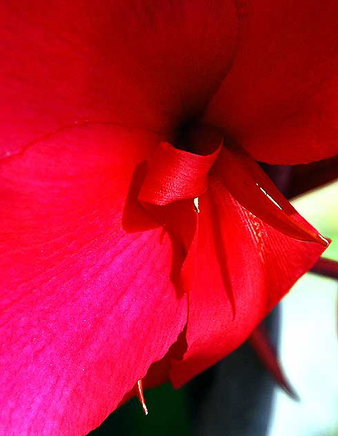 Canna - or Canna lily