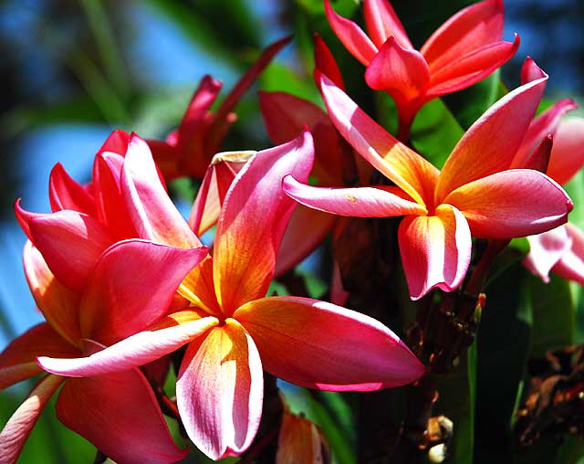 Blooms in a garden on the northeast corner of South Citrus Avenue and Edgewood Place, just east of La Brea in West Los Angeles