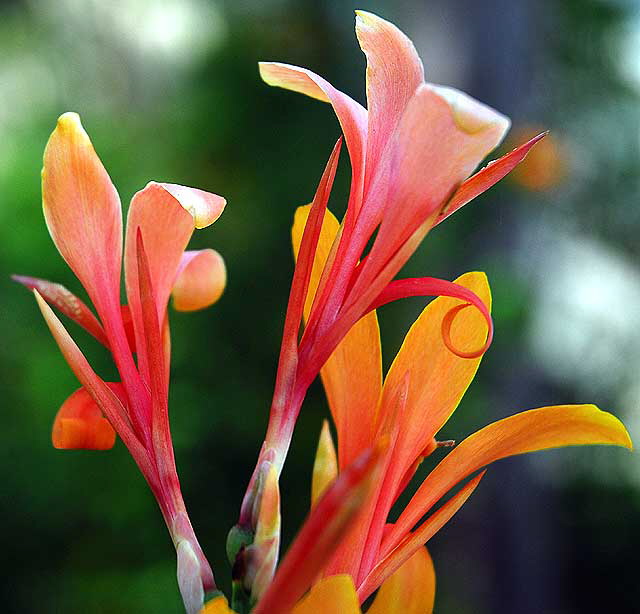 Blooms in a garden on the northeast corner of South Citrus Avenue and Edgewood Place, just east of La Brea in West Los Angeles