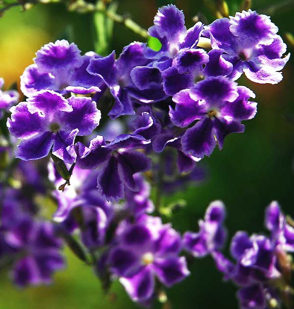 Blooms in a garden on the northeast corner of South Citrus Avenue and Edgewood Place, just east of La Brea in West Los Angeles