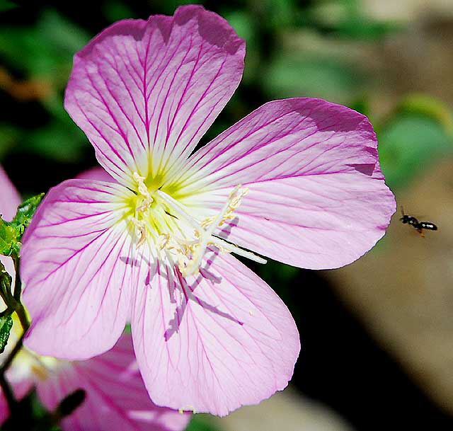 Pink Blossom, Black Fly