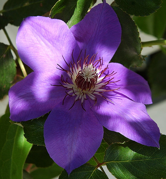 Curbside bloom, Curson Avenue, Hollywood