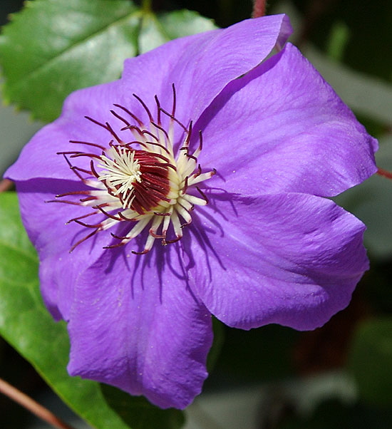 Curbside bloom, Curson Avenue, Hollywood