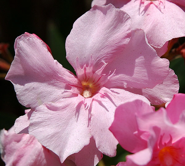 Oleander (Nerium oleander)