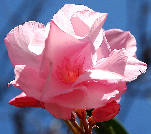 Oleander (Nerium oleander)