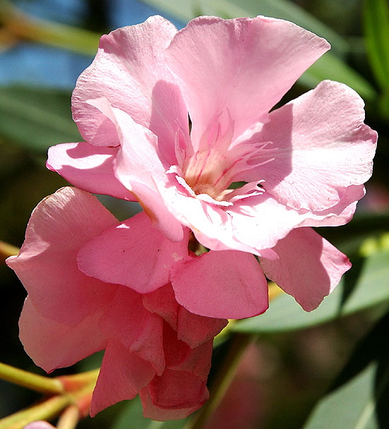 Oleander (Nerium oleander)