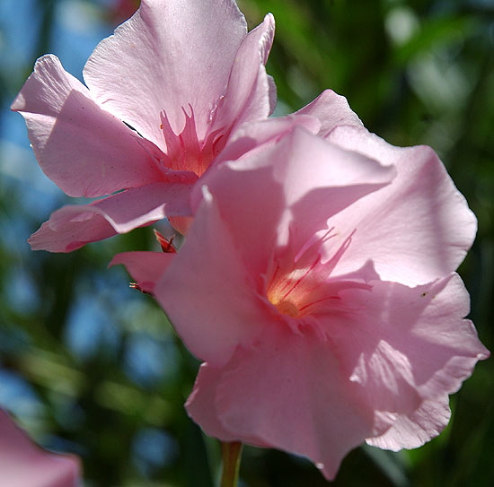 Oleander (Nerium oleander)