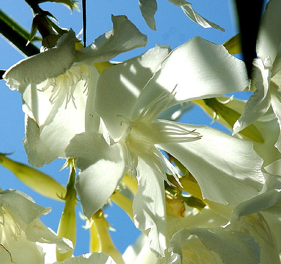 Oleander (Nerium oleander)