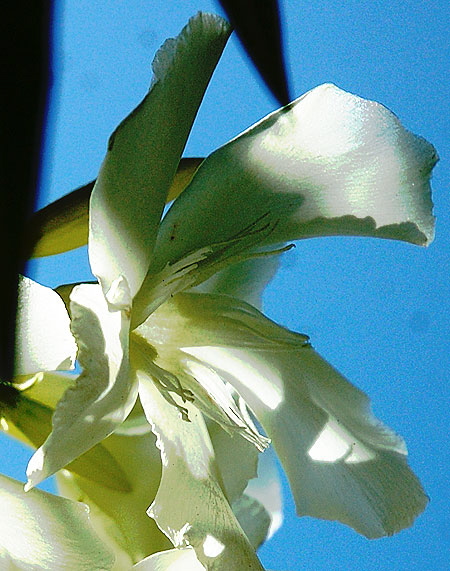 Oleander (Nerium oleander)