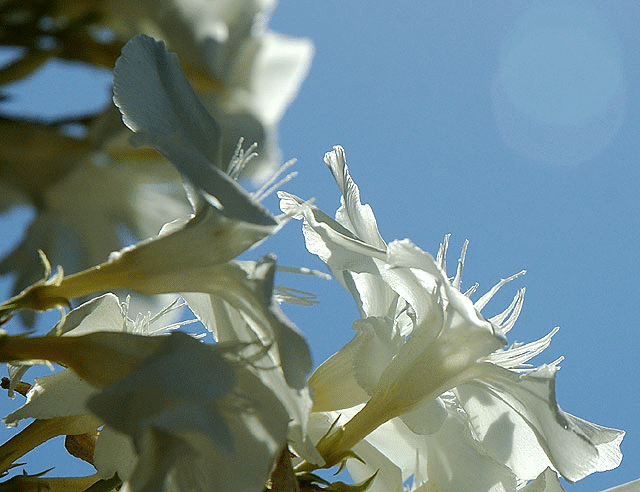 Oleander (Nerium oleander)