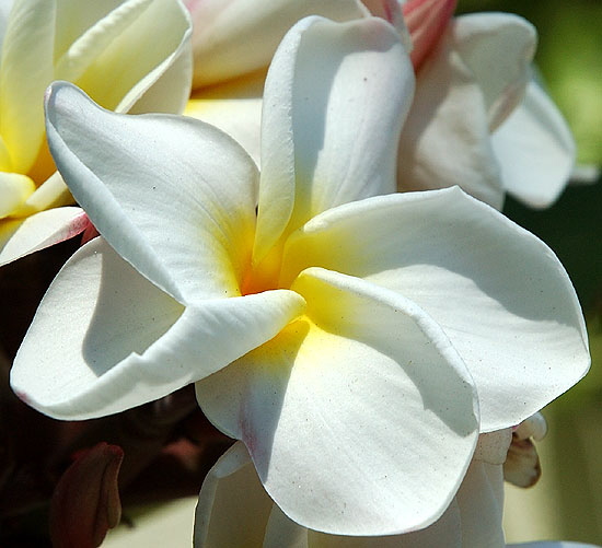 Curbside bloom, Curson Avenue, Hollywood