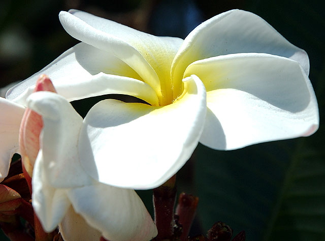 Curbside bloom, Curson Avenue, Hollywood