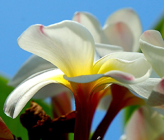 Curbside bloom, Curson Avenue, Hollywood