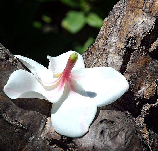 Curbside bloom, Curson Avenue, Hollywood