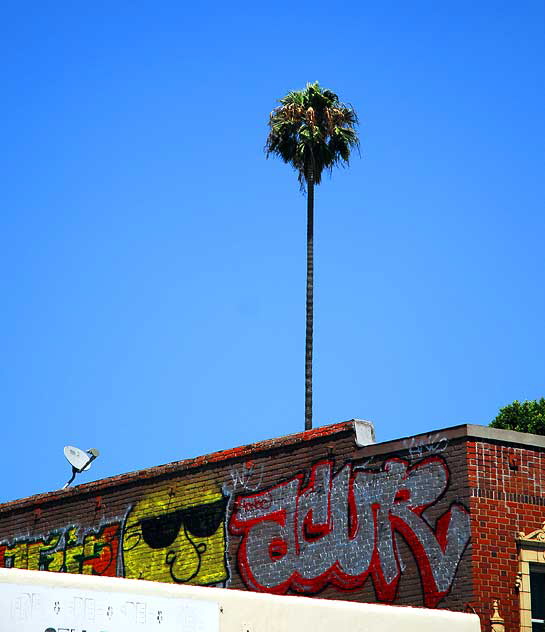 Lone palm with graffiti face in sunglasses - 5200 block of Hollywood Boulevard