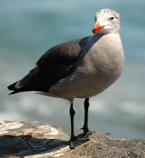 Gull on low cliff in Malibu 