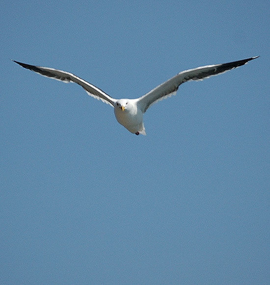 Gulls in flight, Malibu in background